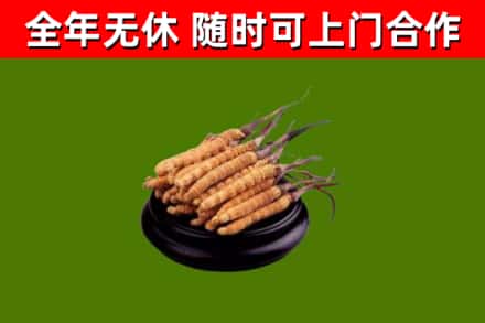 锡林郭勒回收冬虫夏草